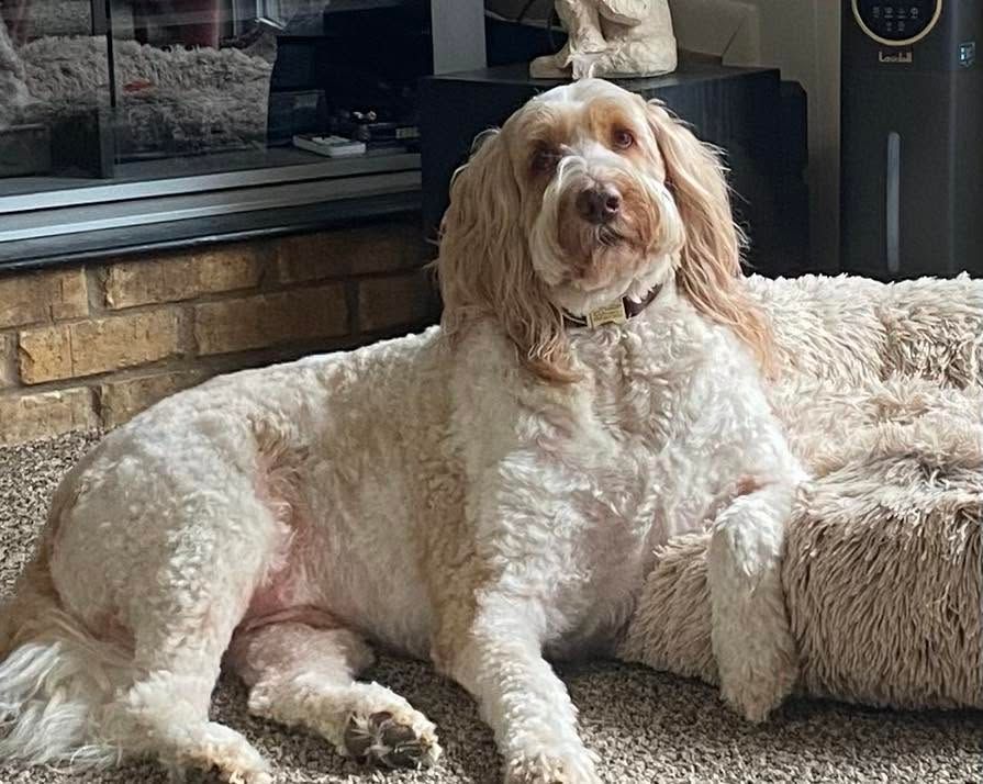 Curly cream-colored dog lounging on a plush bed in a living room, facing the camera.