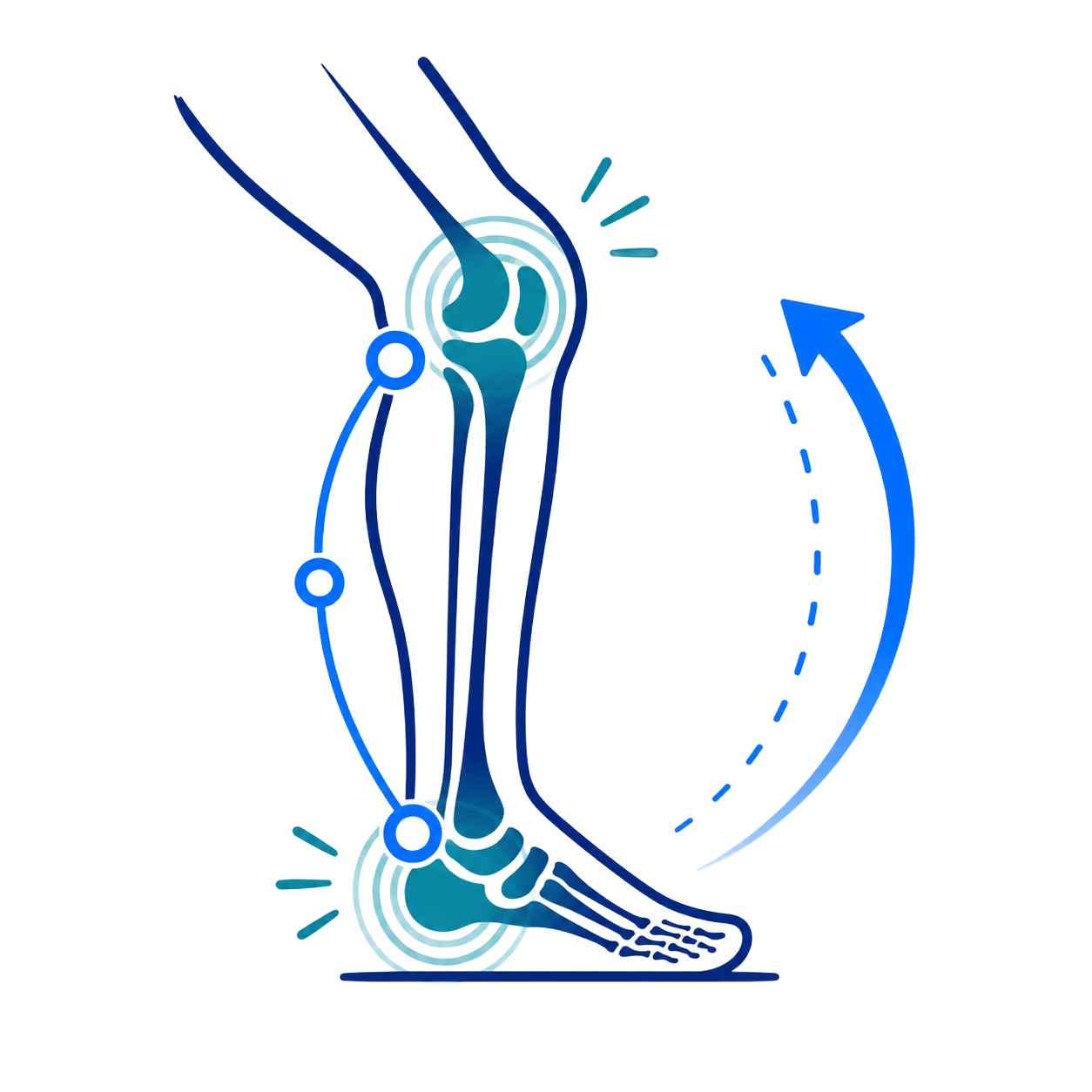 Illustration of a bent leg with blue joint markers and curved arrows showing knee movement and flexibility