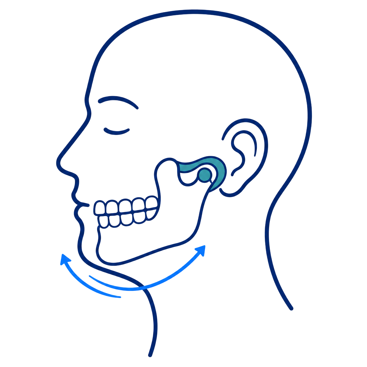 Profile head with jaw joint highlighted and arrows showing jaw movement and rotation.