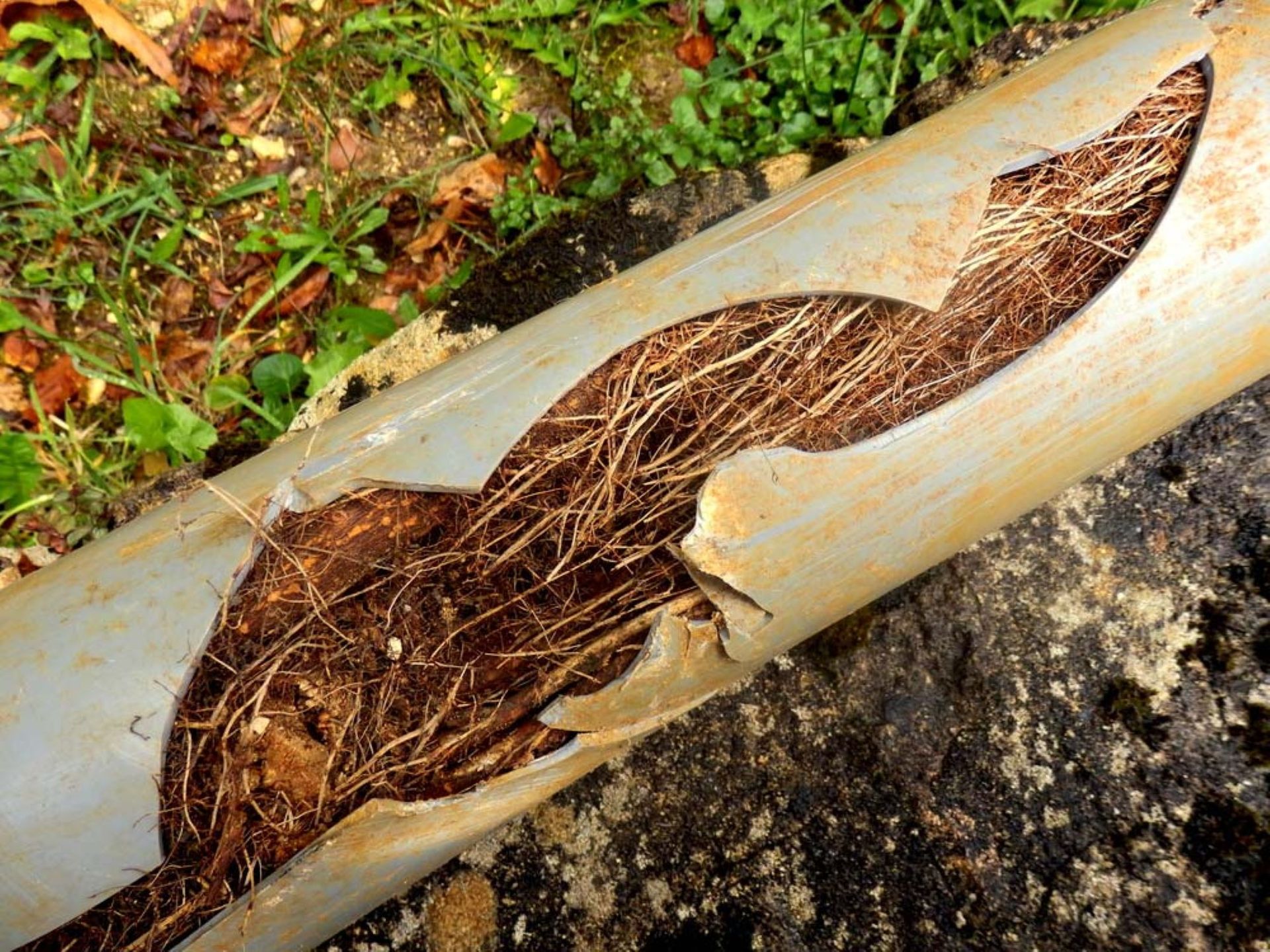 A Close Up of a Broken Pipe With Roots Coming Out of It — Absolute Plumbing Australia in Leanyer, NT