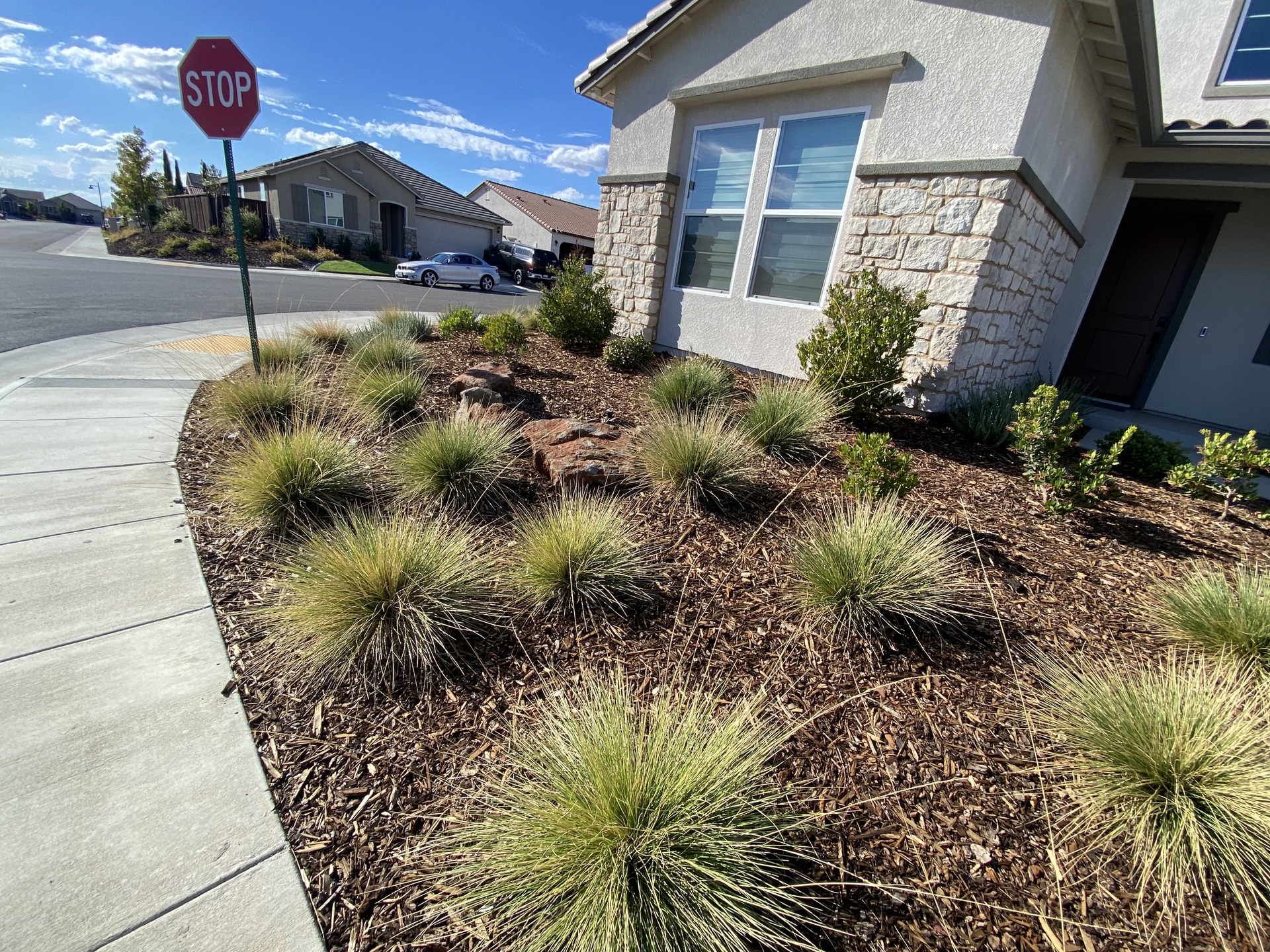 Front yard landscaping with ornamental grasses beside a house, looking toward a stop sign on a sunny street.