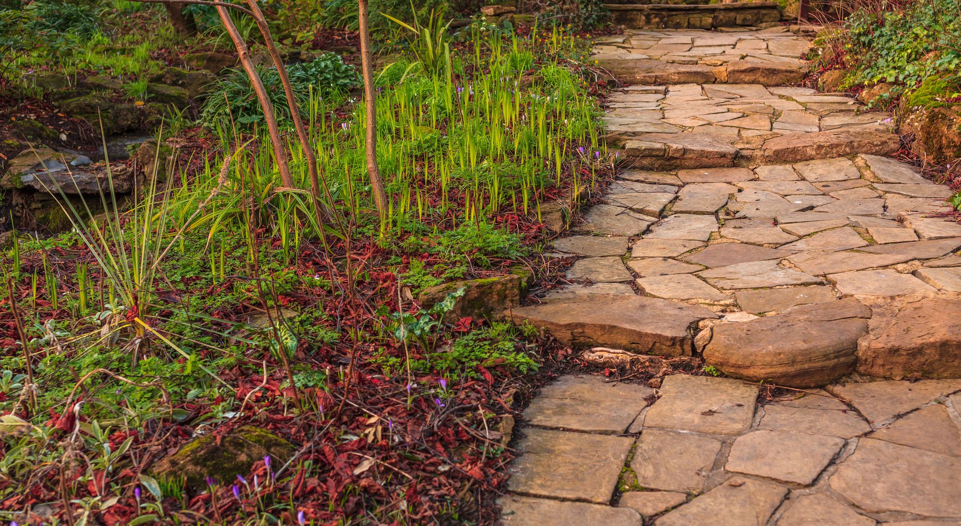 Stone garden path beside green and red groundcover plants, with steps in the background.