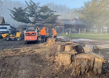 a group of people are working on a large tree stump .