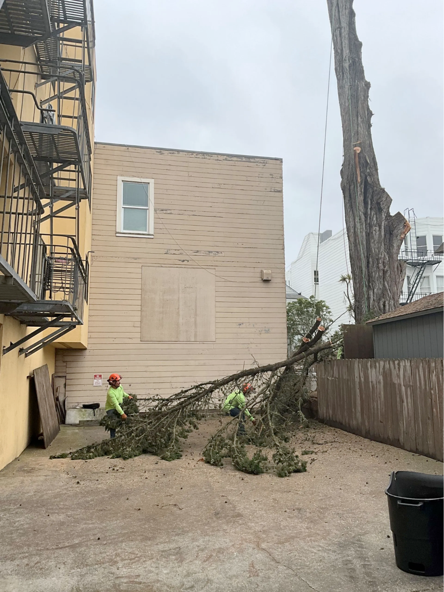 tree removal