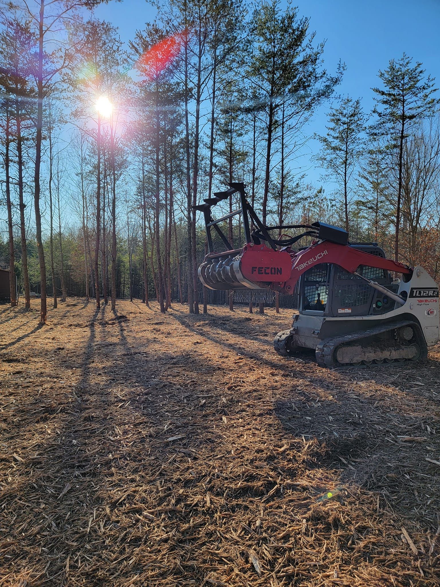 A red industrial mulcher attached to a skid steer clears brush in a sunny, sparse pine forest.