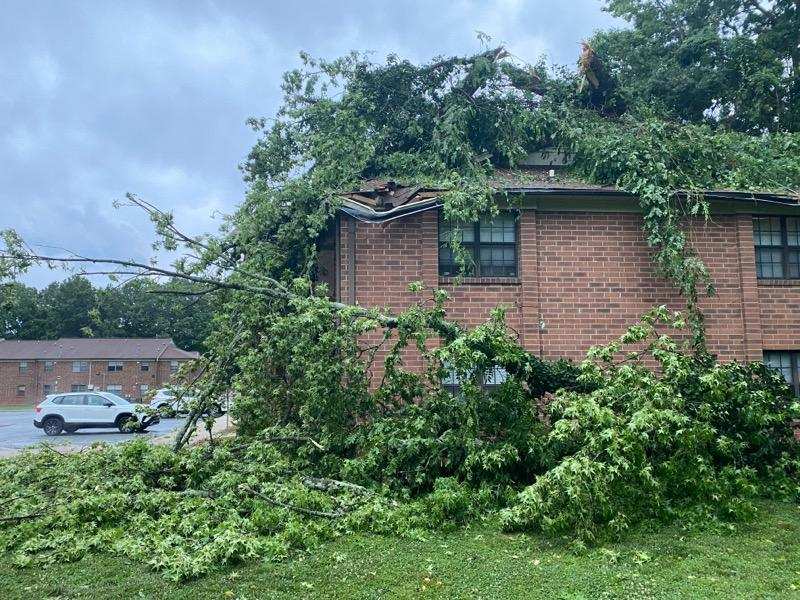 A large tree has fallen onto the roof of a two-story brick apartment building, with branches covering the side.