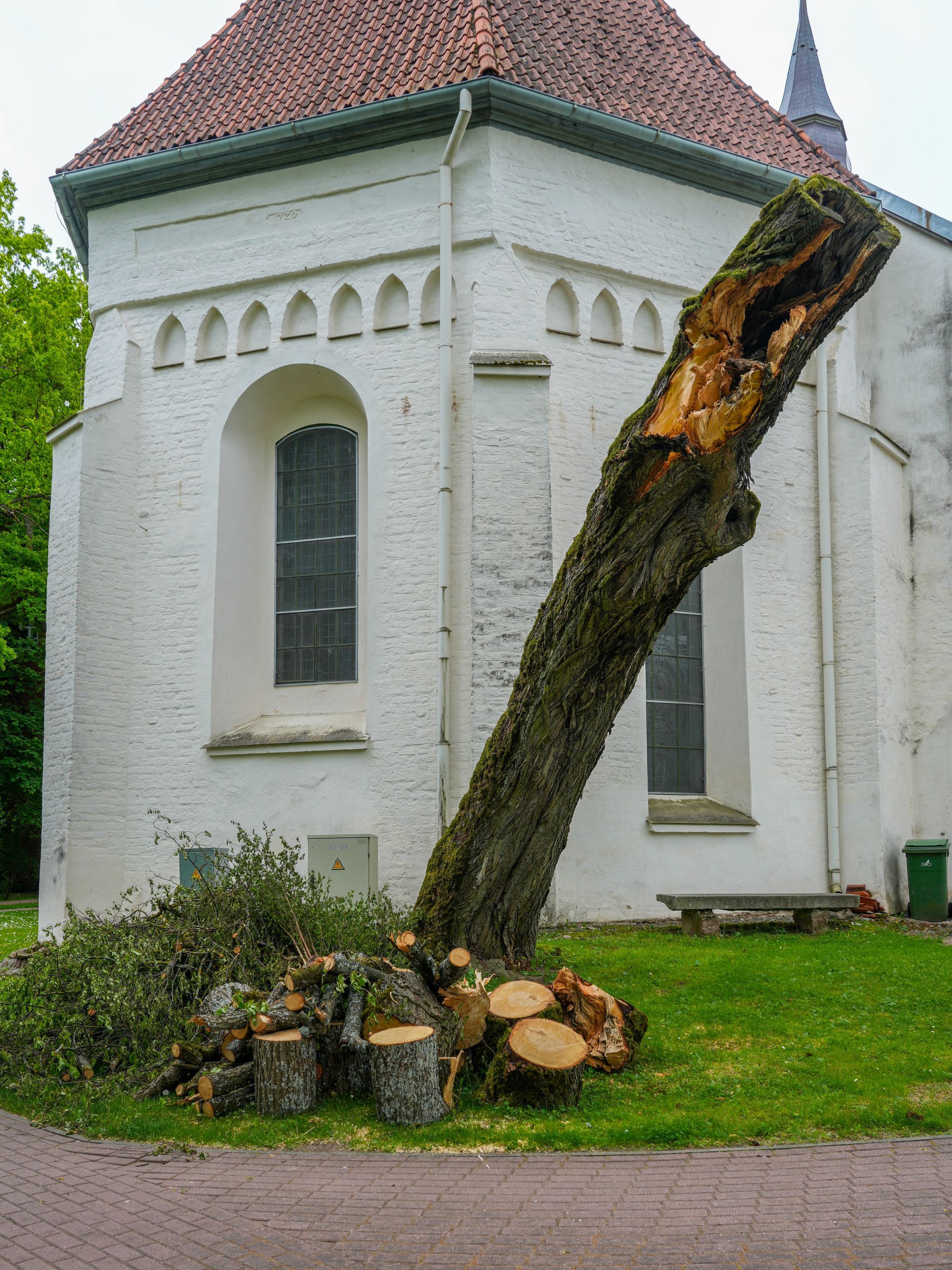 Storm damaged hollow tree trunk.