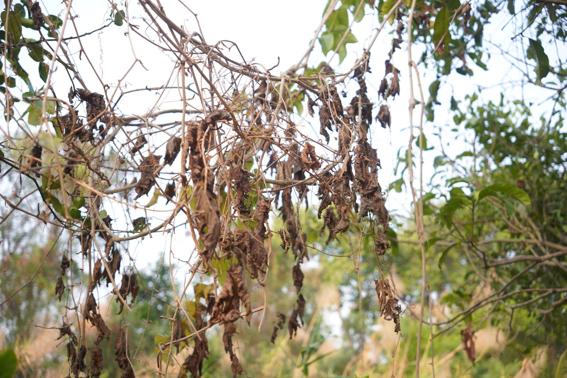 Close-up of dry leaves on a dead tree, before the dead tree hauling. Close-up of dry leaves on a dead tree, before the dead tree hauling.