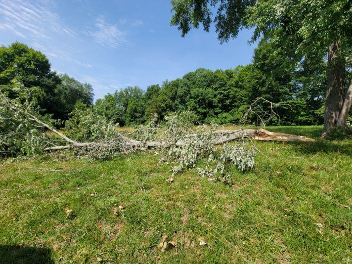 A large tree has fallen in a grassy field under a sunny blue sky, with a forest in the background.