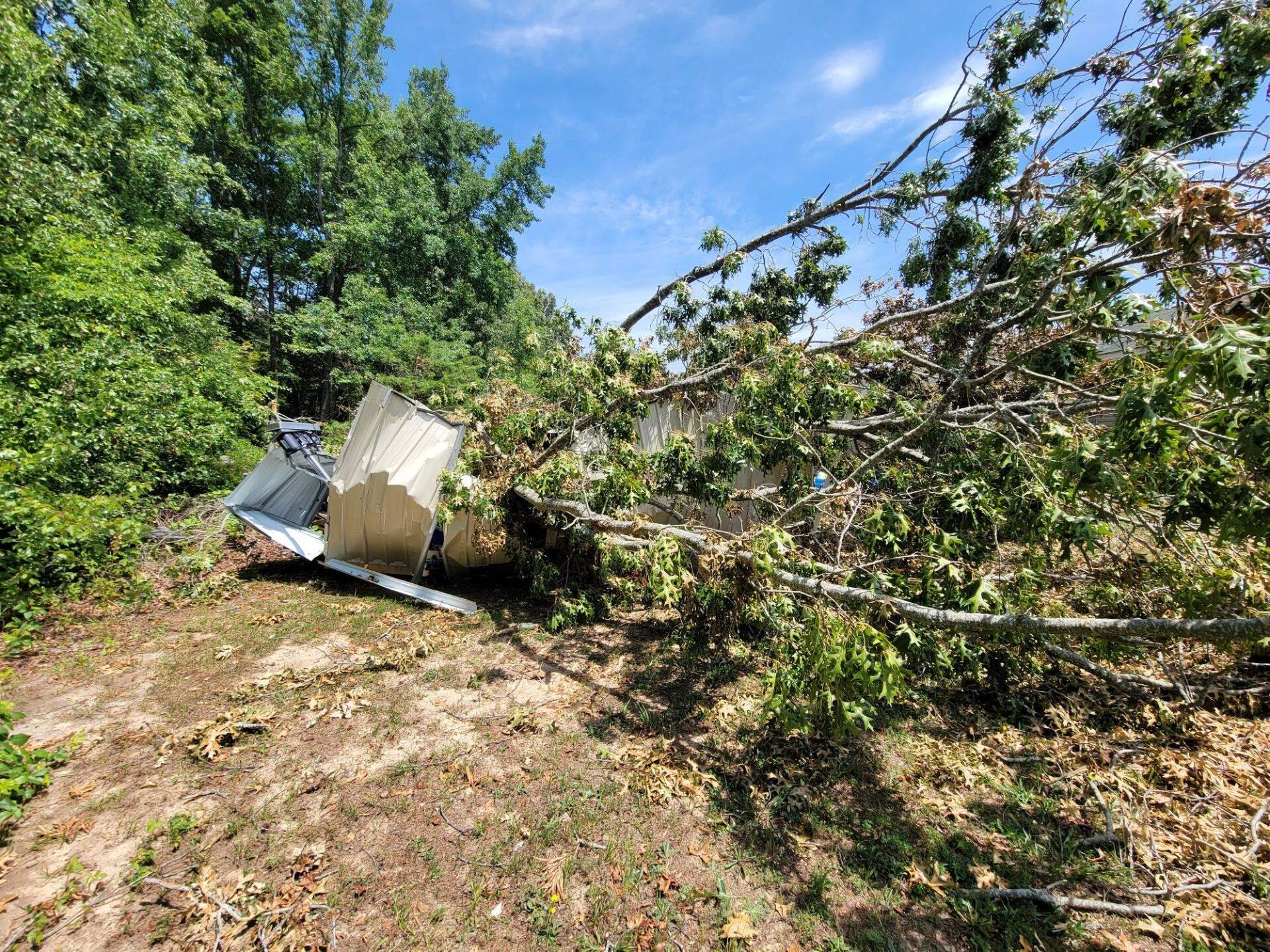 A large tree has fallen and crushed a small, white metal shed in a grassy outdoor area.
