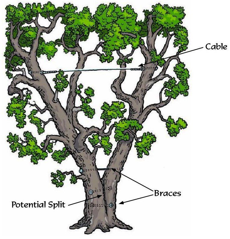 A diagram of a tree showing cabling and bracing hardware installed to support a potential split in the main trunk.