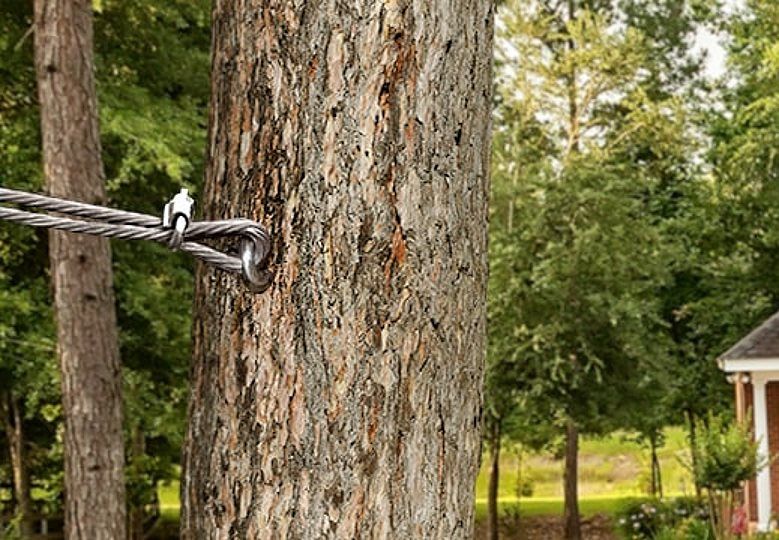 A steel wire cable is wrapped in a loop and secured with a clamp directly into the bark of a tree trunk.