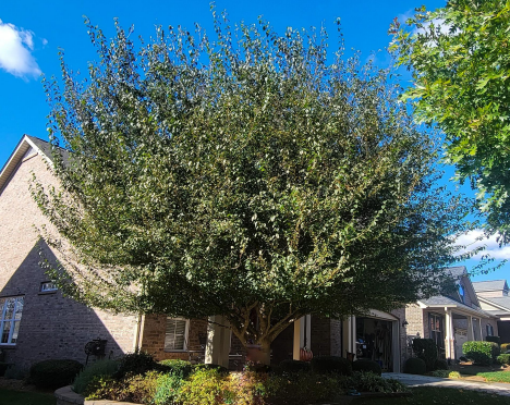 A lush, green tree with a rounded canopy stands in front of a brick house under a bright blue sky.