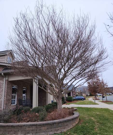 A large, leafless deciduous tree stands in a raised brick garden bed next to the front porch of a brick house.