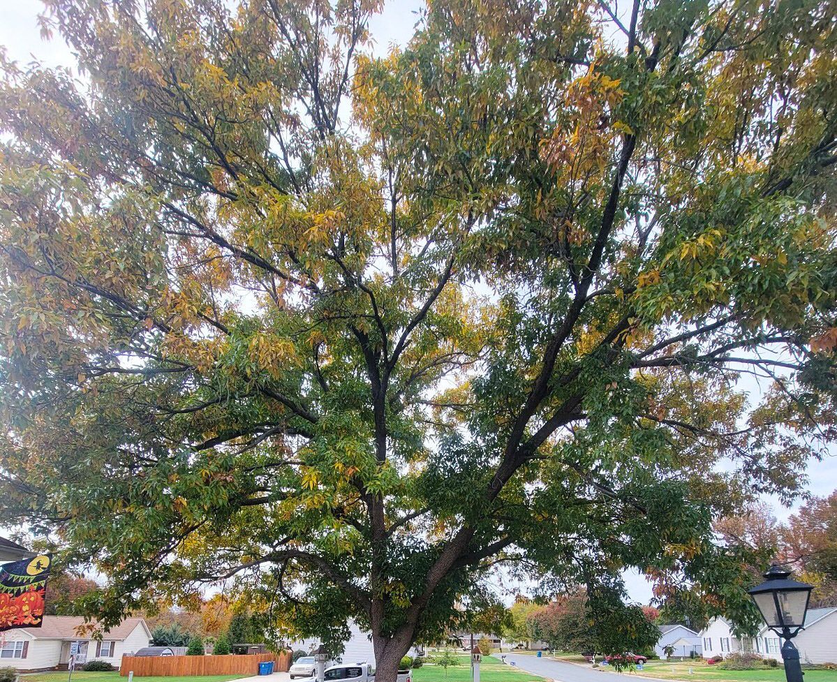 A large, mature oak tree with green and turning yellow autumn foliage stands in a residential yard.