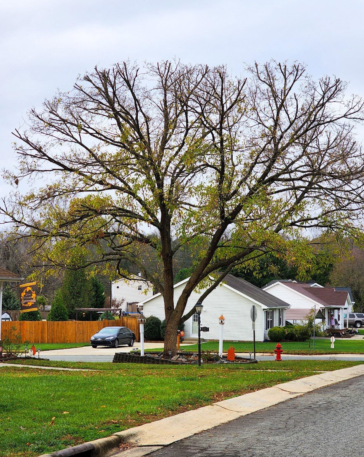 A large, sparse-leafed tree stands in a suburban front yard near a driveway, a parked car, and houses.