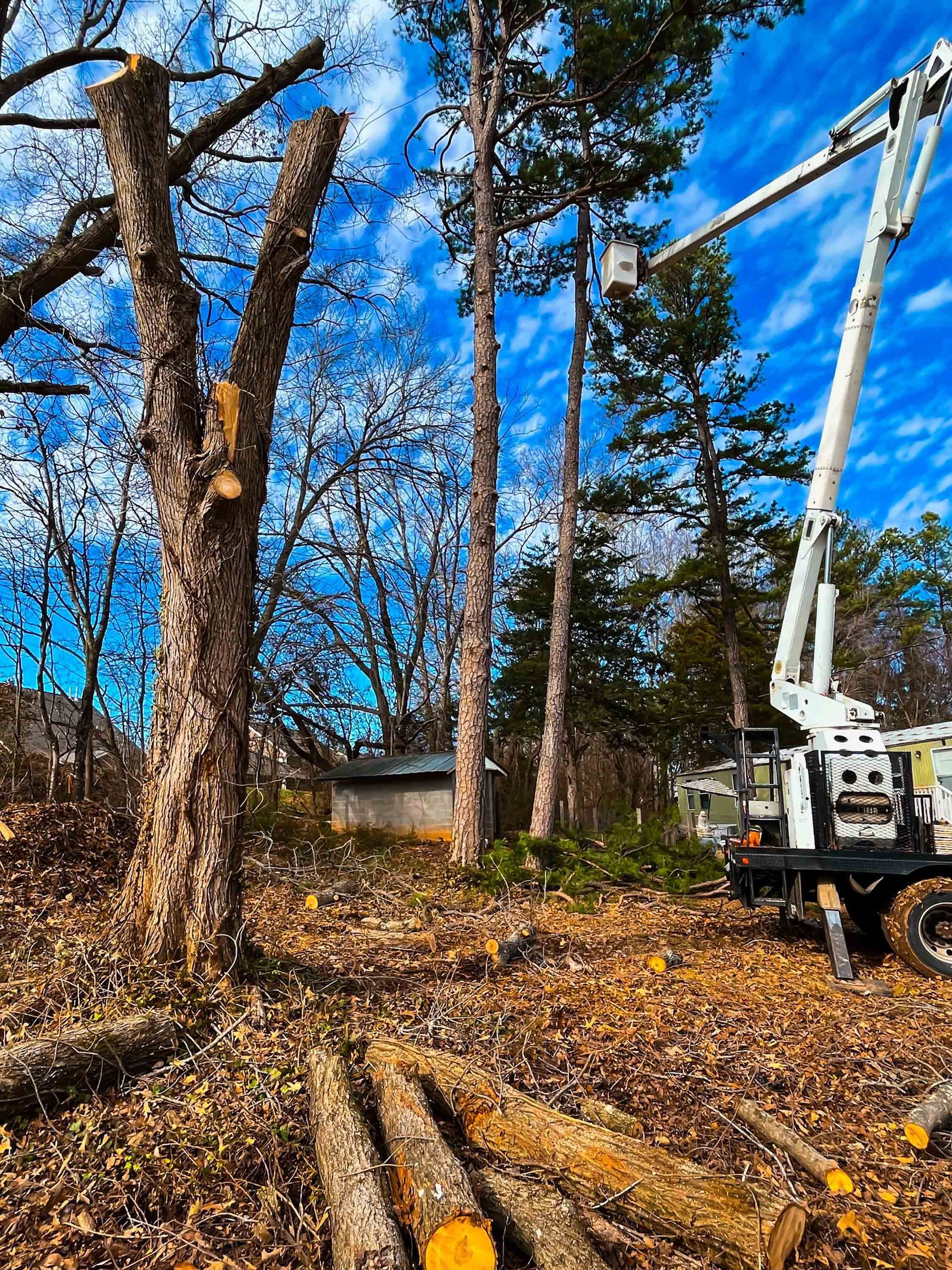 A white cherry picker truck reaches toward tall trees in a yard with fallen logs on the ground under a bright blue sky.