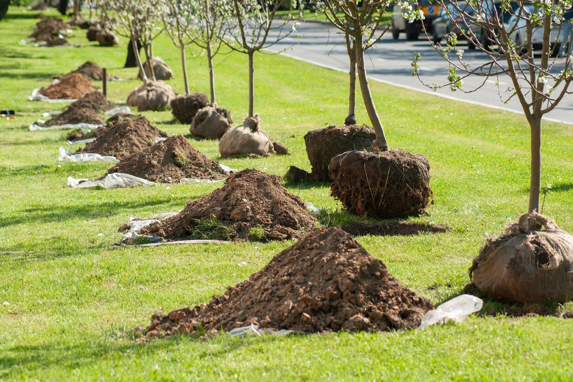 Balled-and-burlapped saplings and mounds of soil lined up on a grassy lawn ready for planting.