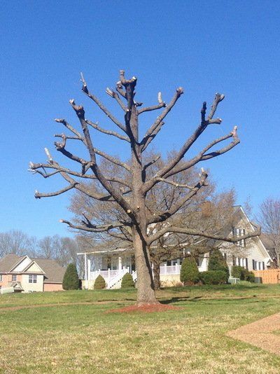 A tree with its branches severely pruned, standing in a grassy yard in front of a house on a clear, sunny day.