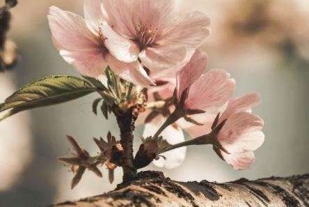cremation services in Martensville, SK