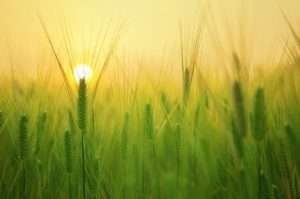 funeral homes Osler SK