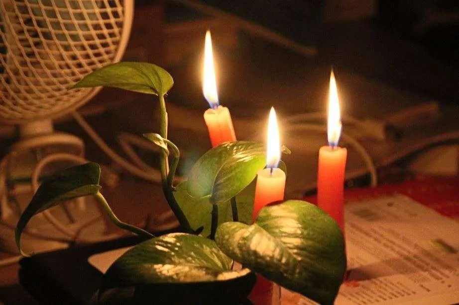 Lit Candles Beside Green Plant Leaves In Warm Indoor Setting