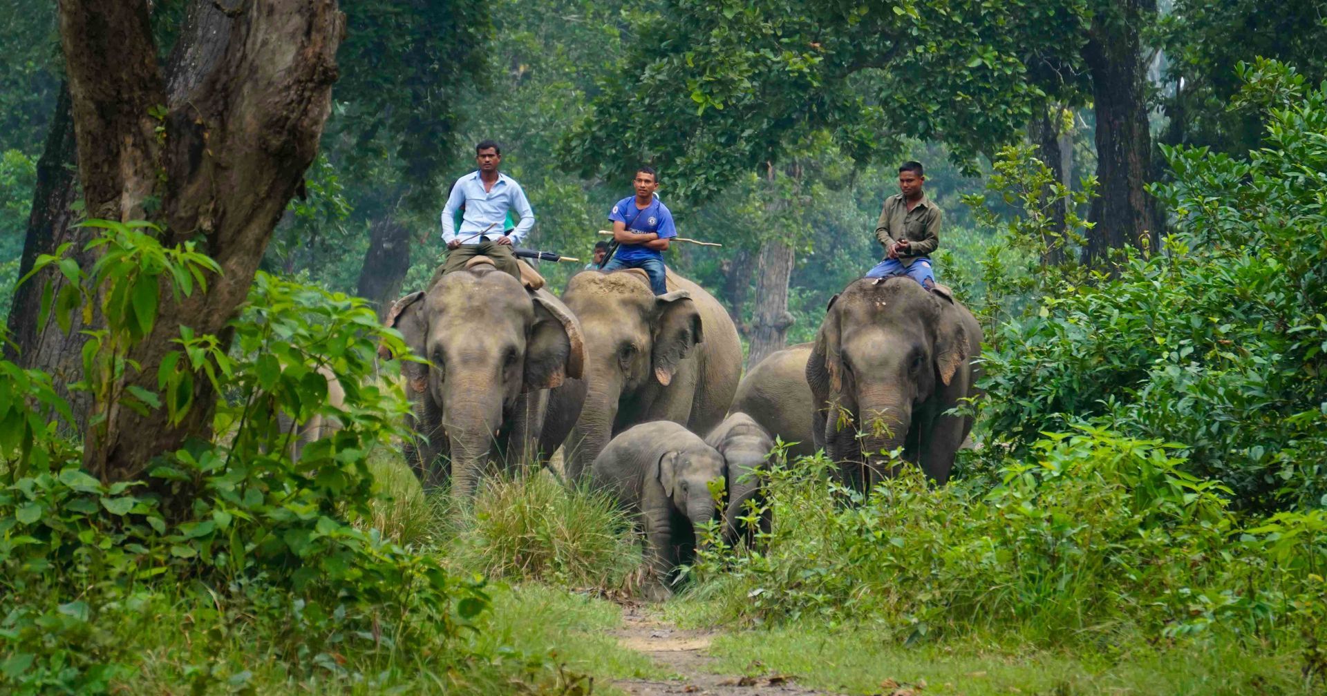 A group of elephants walks through the dense forest in Chitwan National Park showcasing wildlife in their natural habitat.