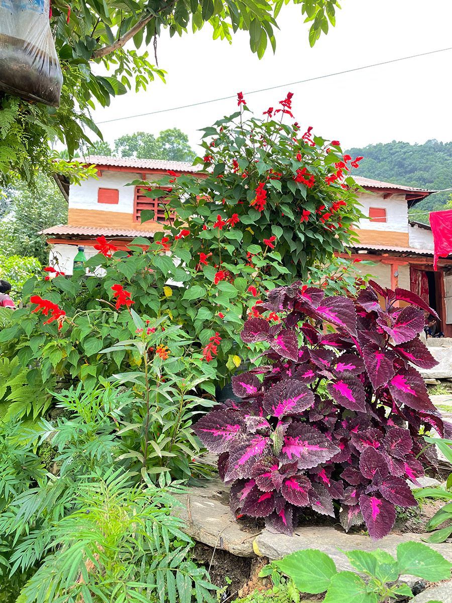 Vibrant flowers blooming in a garden, illustrating the colorful summer landscape while trekking in Nepal.