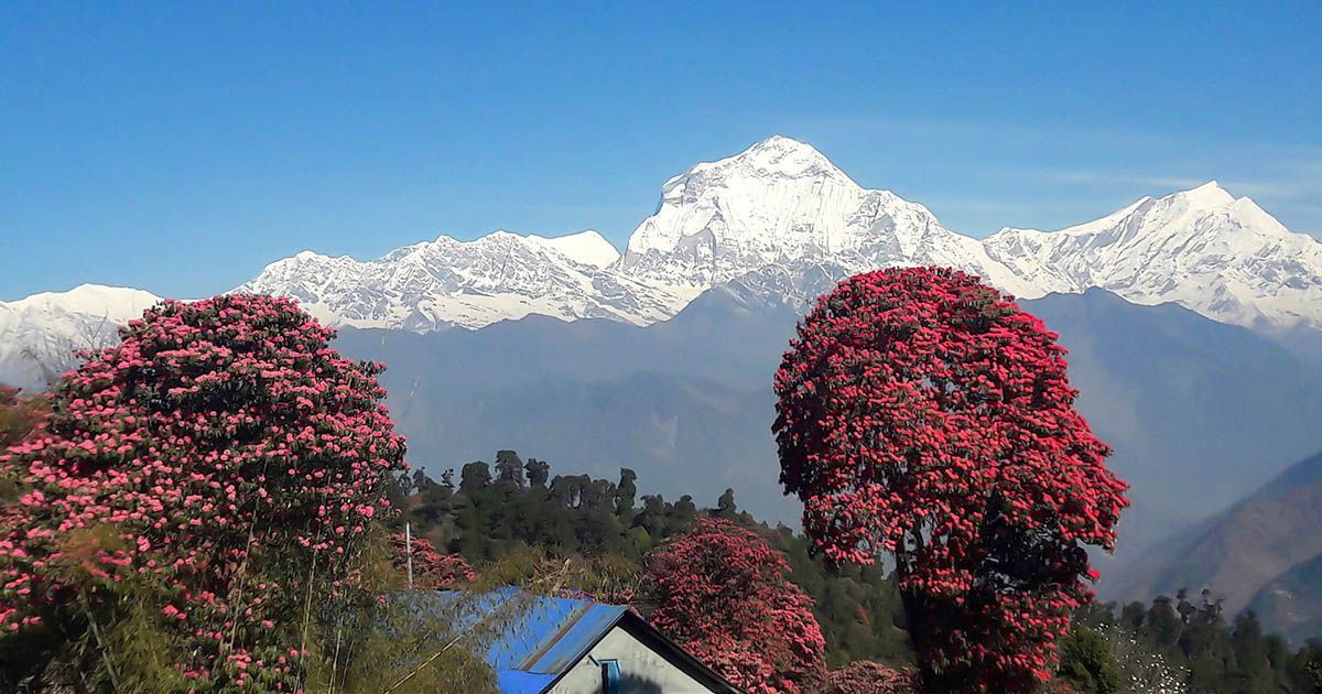 Snow-capped peaks with blooming rhododendrons along the Poon Hill Trek in Nepal, offering breathtaking views of Annapurna.