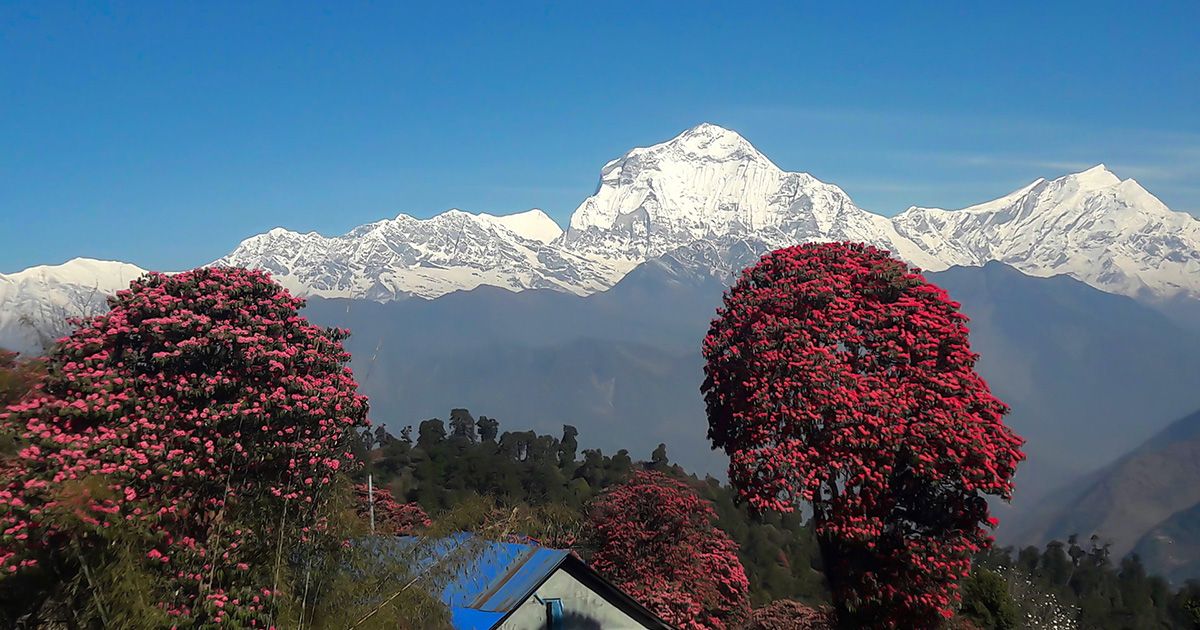 Blooming rhododendron trees against snow-capped peaks on the Poon Hill trek, creating a vibrant scene for trekkers.
