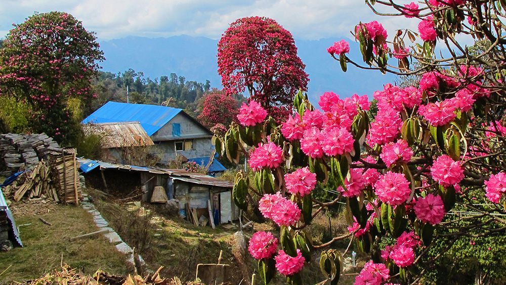Scenic view of Poon Hill Trek in Nepal, featuring blooming rhododendron trees and traditional houses against the mountains.