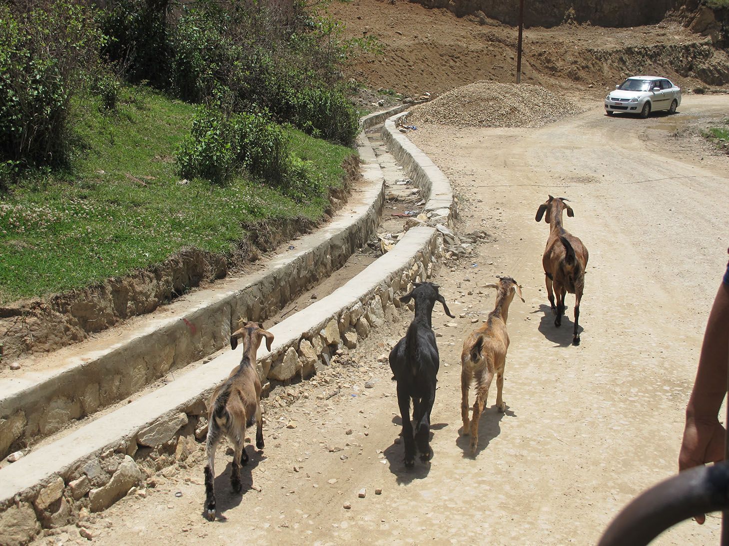 Goats crossing a dirt road, showcasing the rural scenery encountered while traveling from Kathmandu to Pokhara in Nepal.