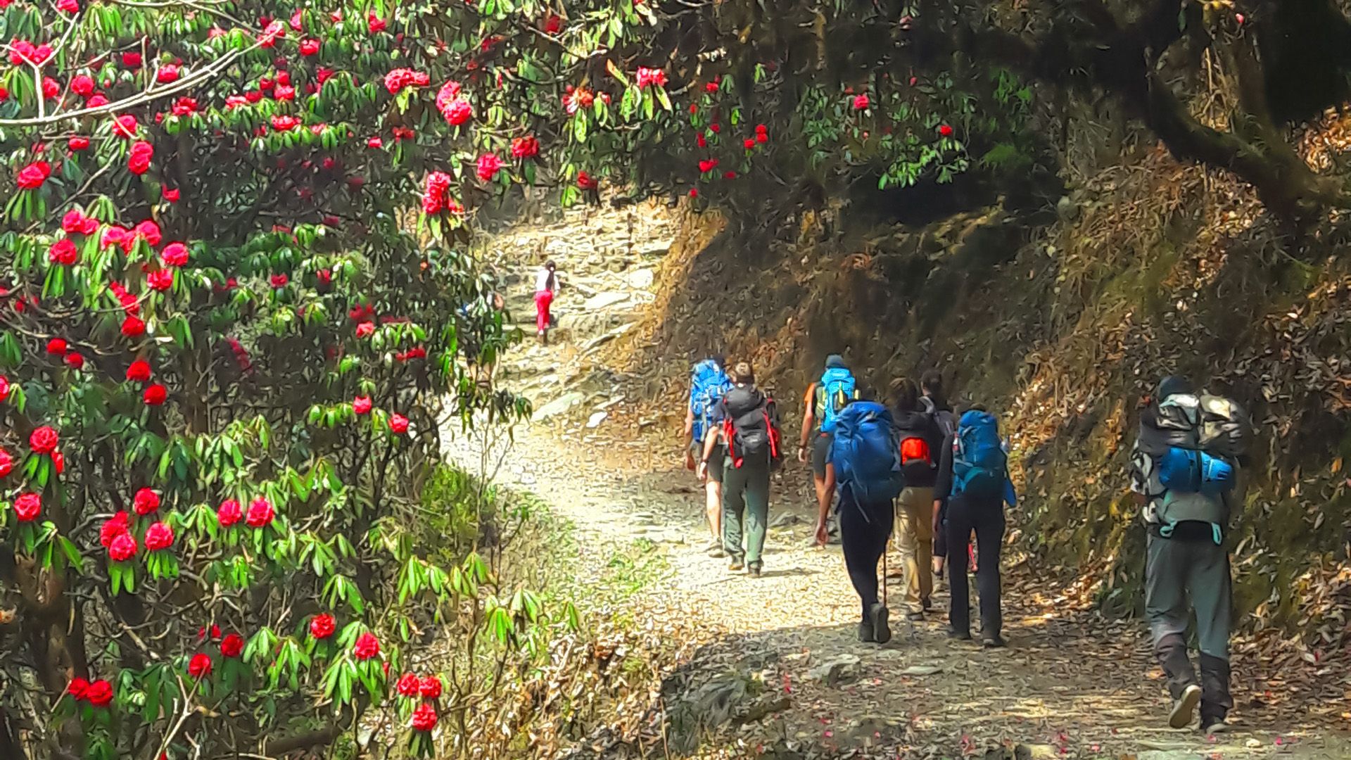Group of hikers trekking on the Poon Hill Trek in Nepal, surrounded by blooming rhododendron trees along the trail.