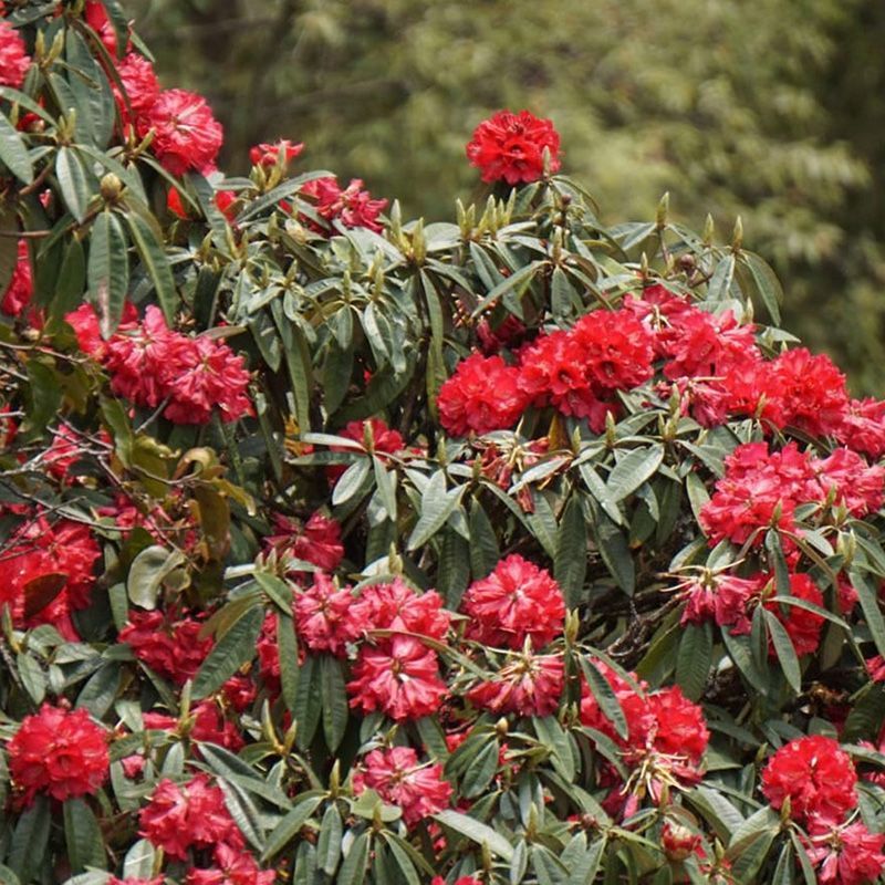 Close-up of vibrant red rhododendron flowers, showcasing their beauty, found along the Poon Hill Trek in Nepal.