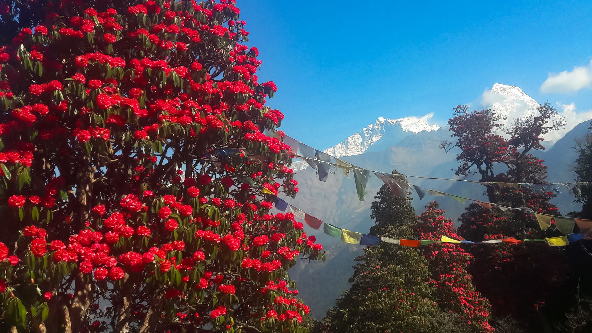 Vibrant rhododendron trees in bloom with prayer flags against snow-capped mountains on the Poon Hill Trek in Nepal.