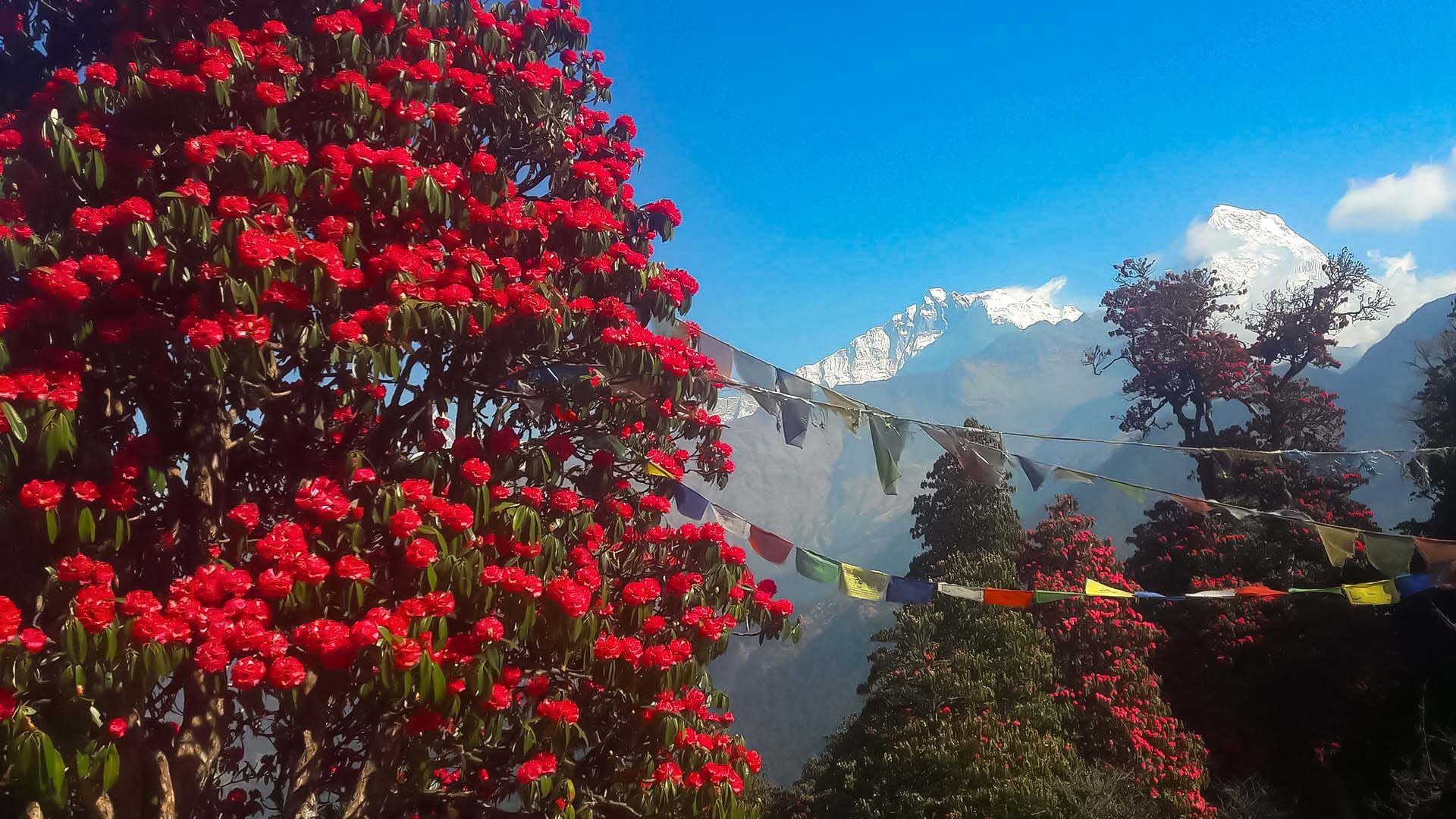 Vibrant rhododendron trees in bloom with prayer flags against snow-capped mountains on the Poon Hill Trek in Nepal.
