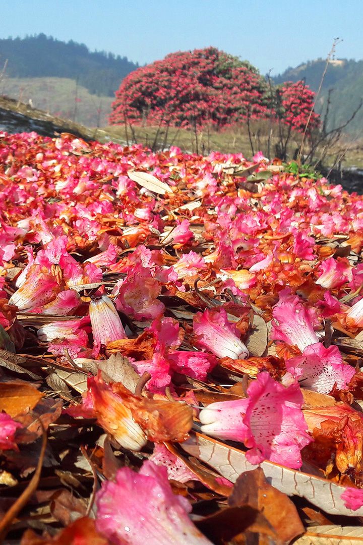 Colorful fallen rhododendron petals on the ground, during the Poon Hill Trek in Nepal.