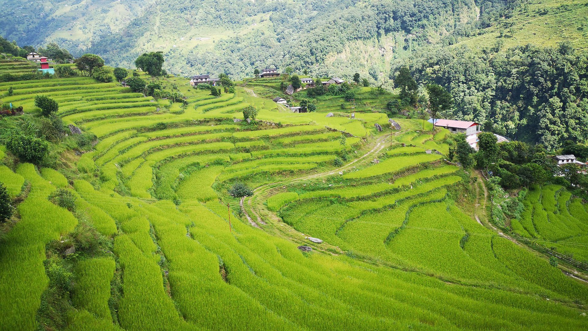 Lush green terraced fields in the Annapurna region, showcasing the region's agricultural beauty and natural landscape.