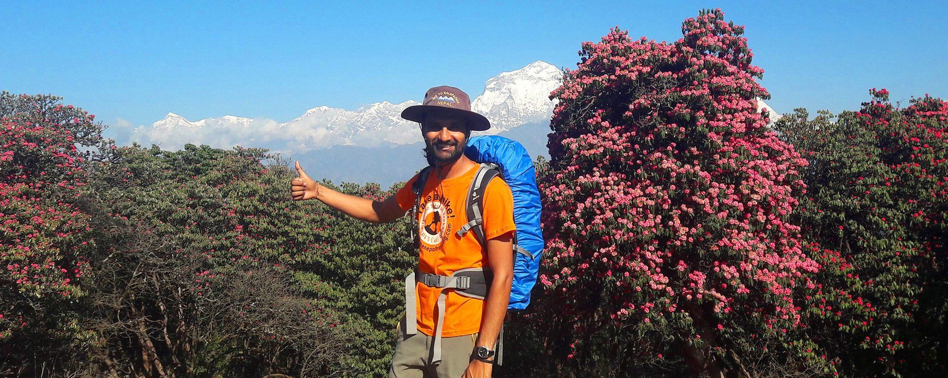 Trekking guide giving a thumbs-up amidst vibrant rhododendrons with Annapurna peaks in the background on the Poon Hill trek.