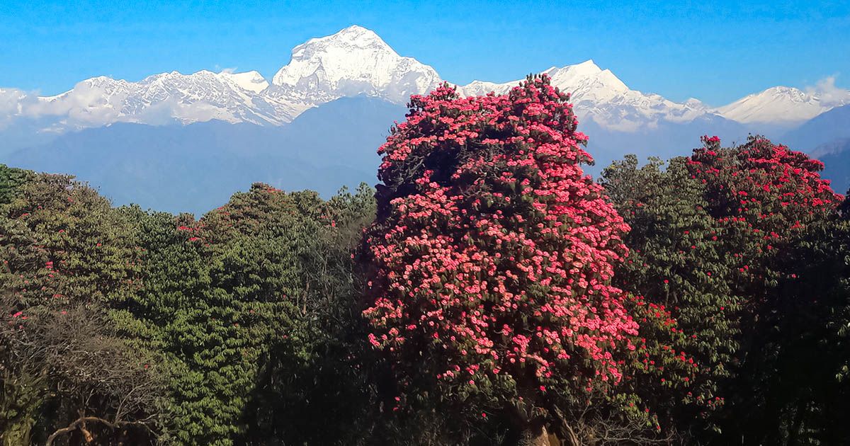 Blooming rhododendron trees against snow-capped peaks on the Poon Hill trek, creating a vibrant scene for trekkers.