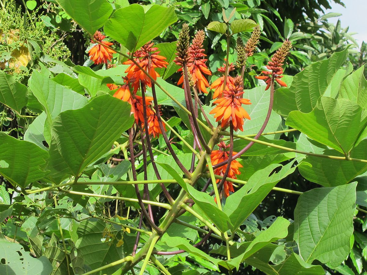 Bright orange flowers amidst greenery, showcasing the rich flora during summer trekking in Nepal.