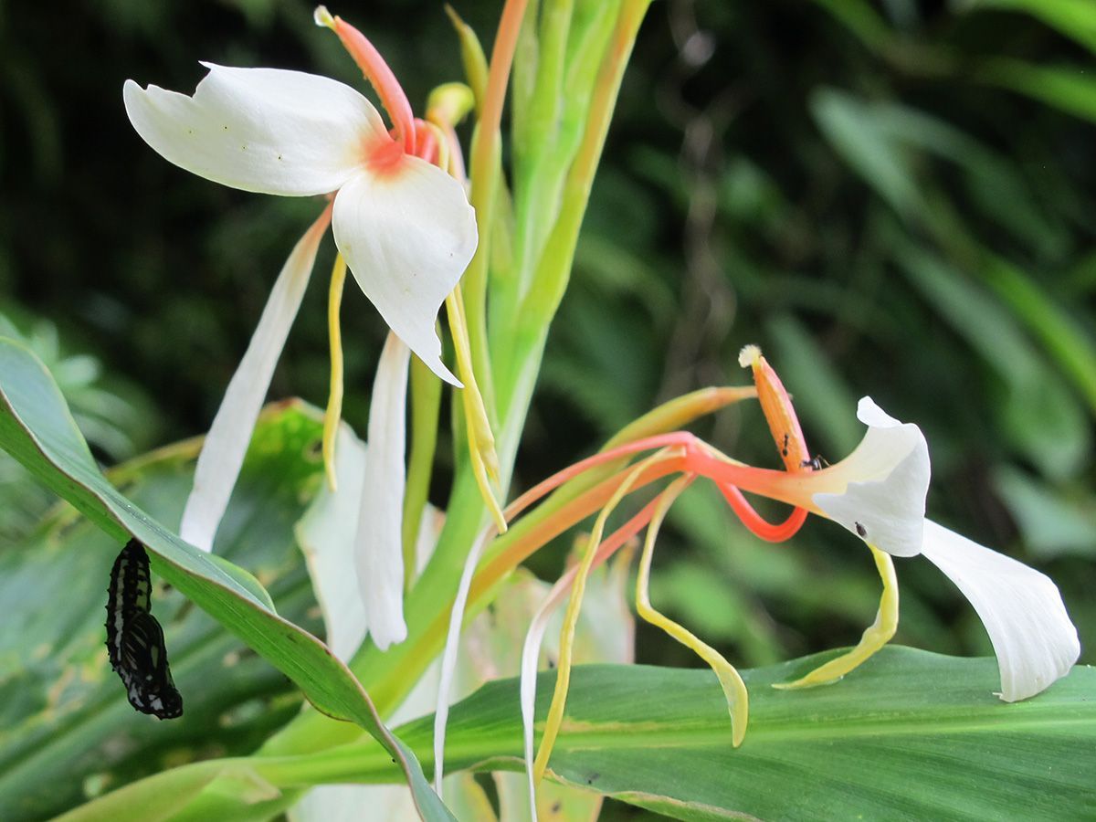 White flowers and a caterpillar in lush forests, highlighting the biodiversity encountered while trekking in Nepal.