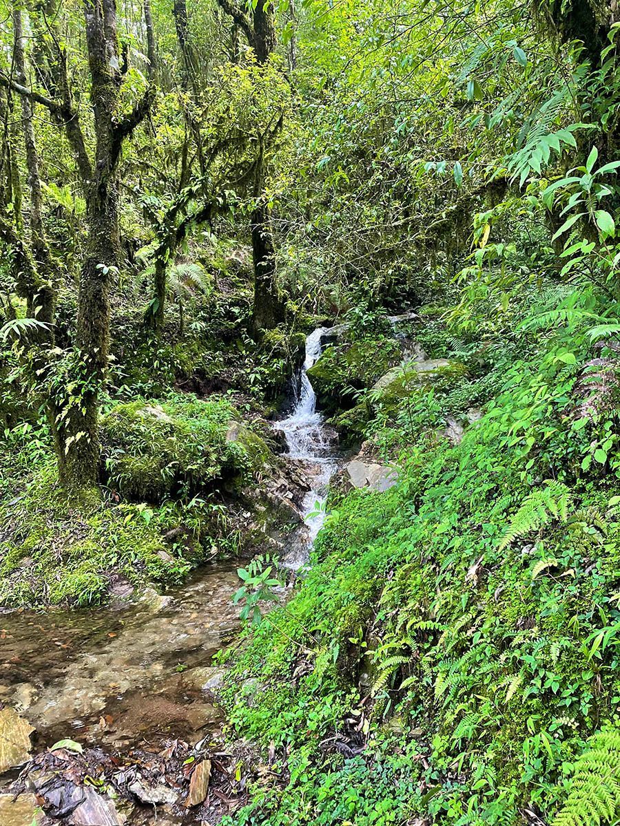 Gentle stream flowing through a dense forest, perfect for refreshing summer trekking in Nepal.