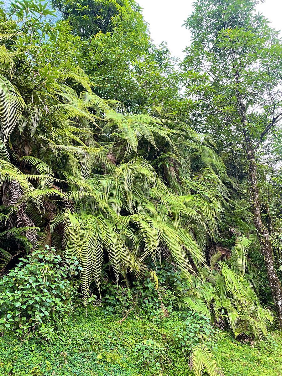 Lush tropical forest in Nepal with abundant greenery, perfect for nature lovers during summer trekking.