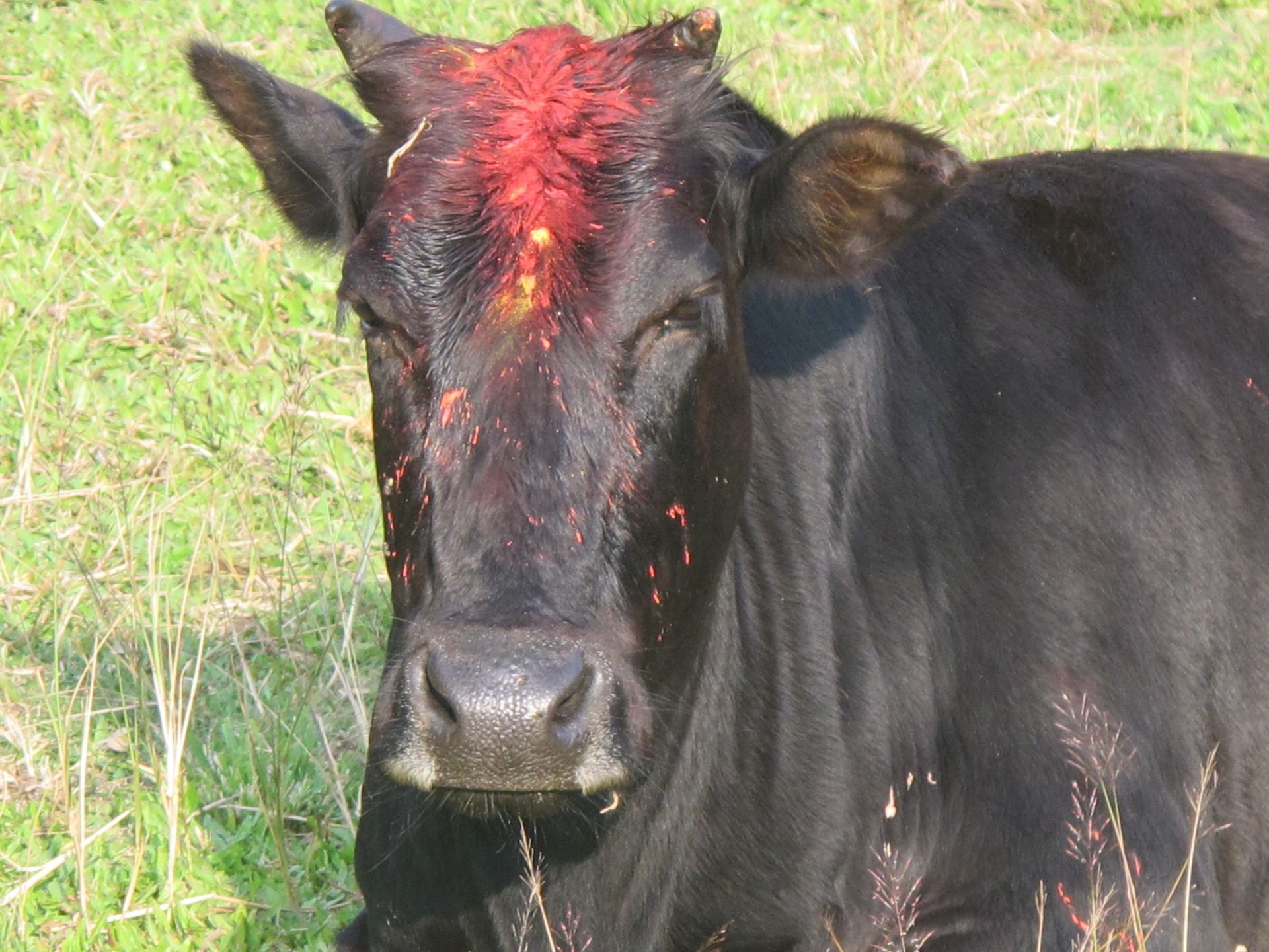 Cow with red tika on its forehead on Gai Tihar, the day Nepal honours the cow