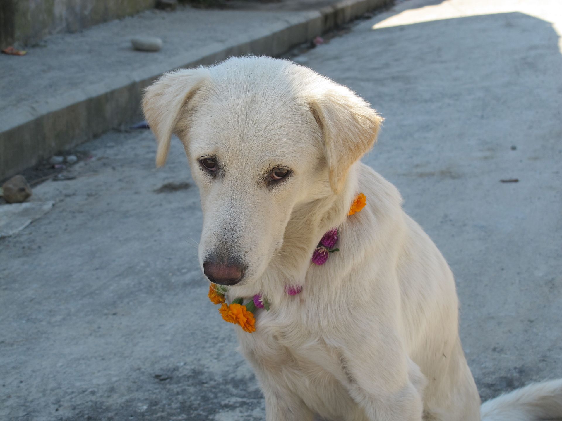 White dog wearing a marigold and makhamali garland on Kukur Tihar in Nepal