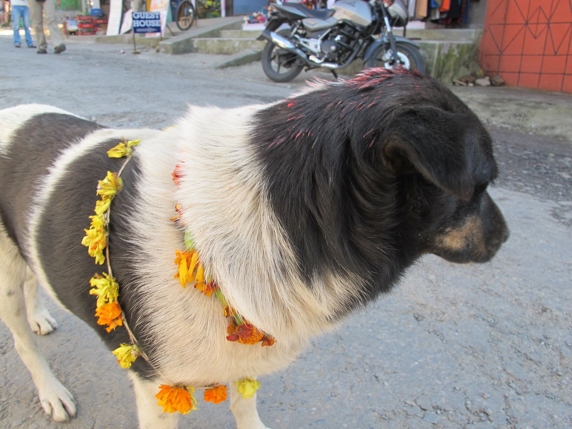 Street dog with red tika and marigold garlands on Kukur Tihar, the day of the dog