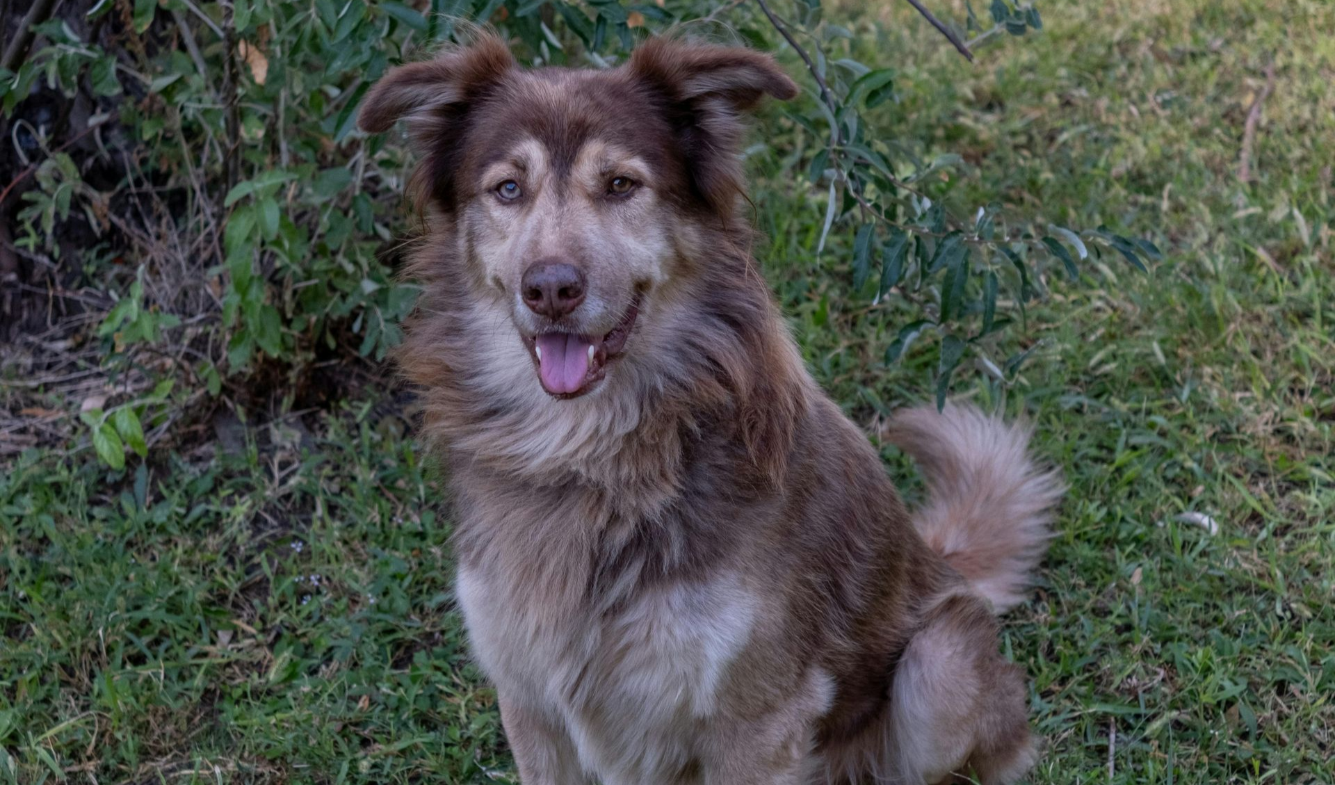A medium-sized, brown fluffy dog sits in a grassy area, looking toward the camera with its tongue hanging out.