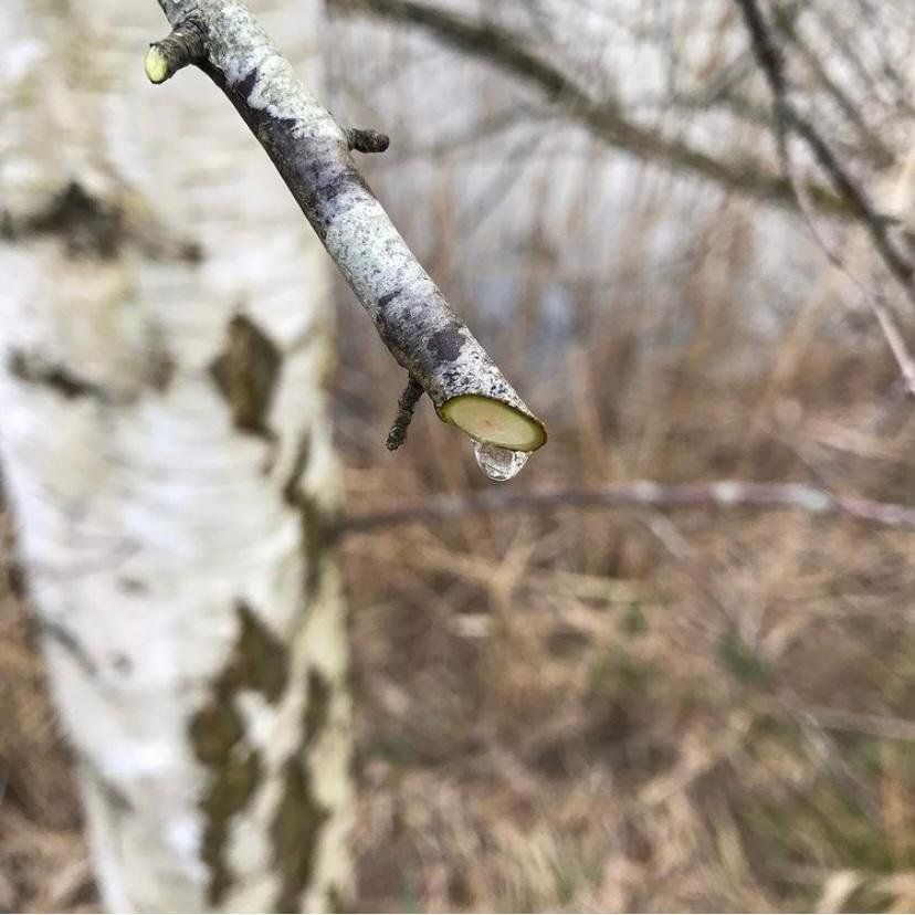 berkensap