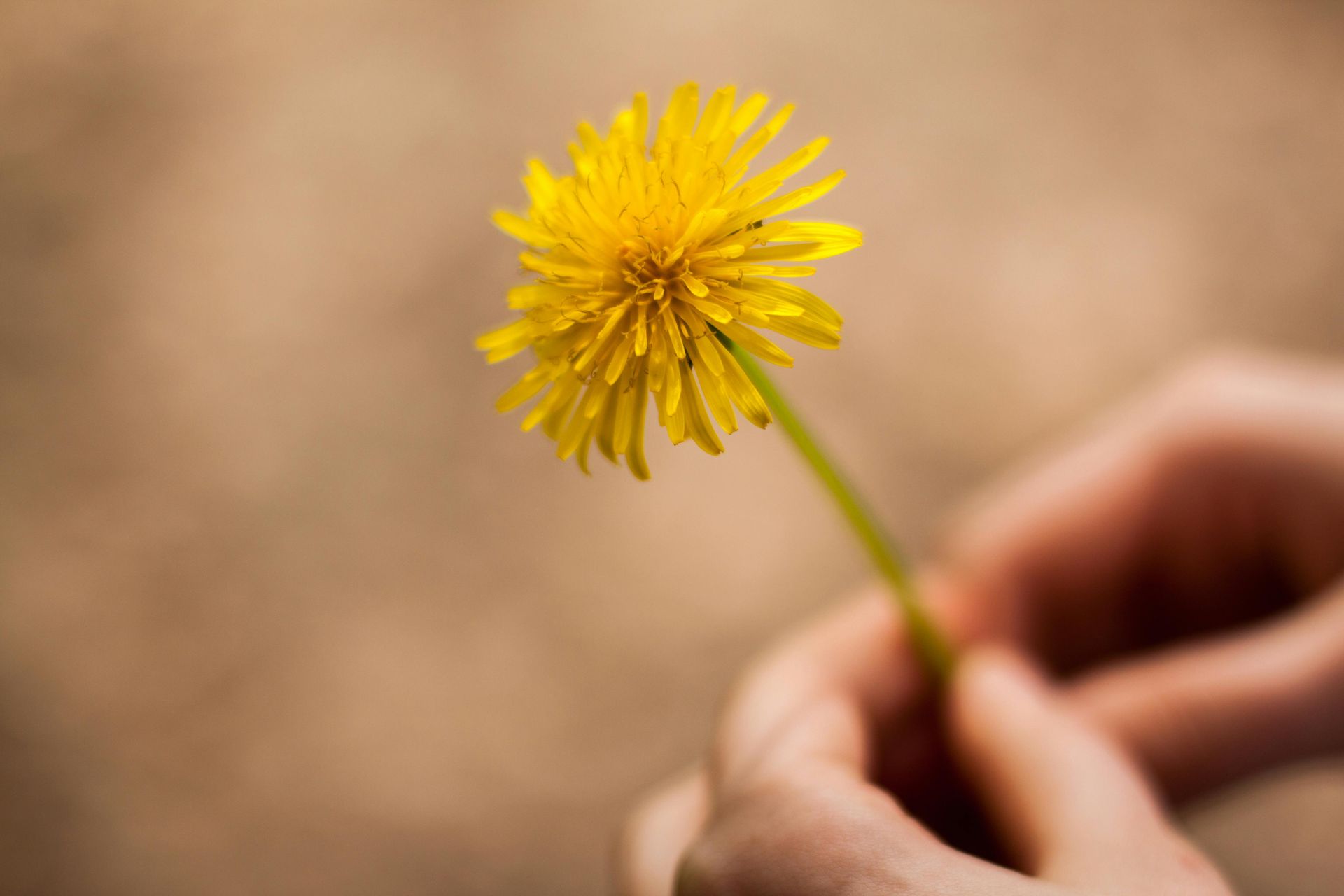 paardenbloem eten